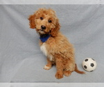 Small #4 Goldendoodle (Miniature)