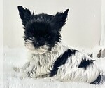 Small #17 Yorkshire Terrier