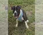 Small American Staffordshire Terrier