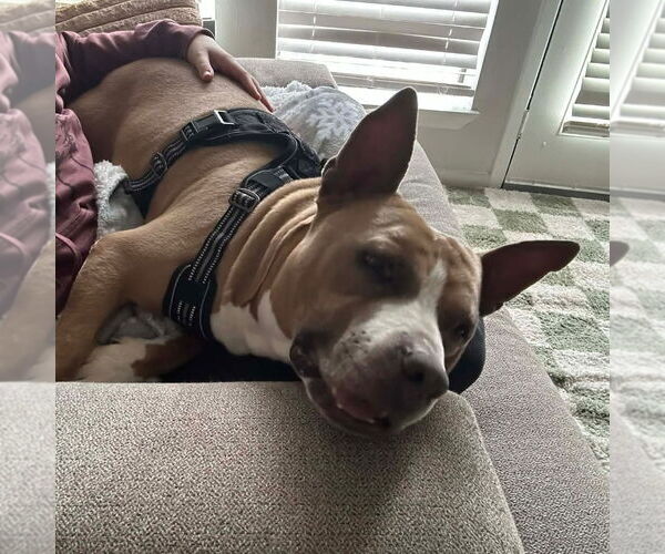 Medium Photo #7 Mutt Puppy For Sale in Canton, CT, USA