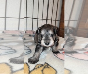 Schnauzer (Miniature) Puppy for sale in CHILDRESS, TX, USA