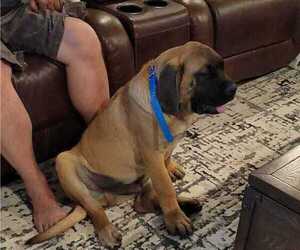 Mastiff Puppy for sale in WEATHERFORD, TX, USA