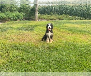 Bernedoodle Puppy for sale in LANCASTER, PA, USA