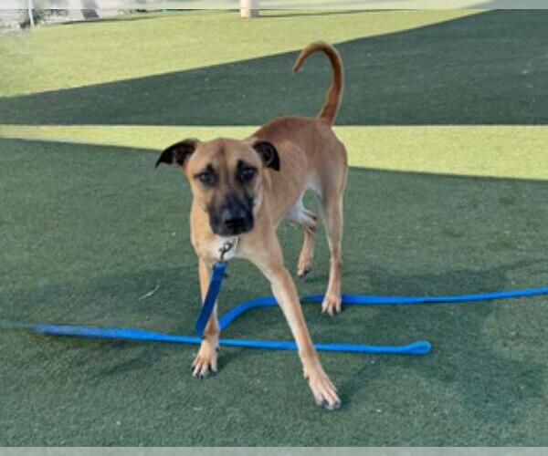 Medium Photo #2 German Shepherd Dog-Mastiff Mix Puppy For Sale in Martinez, CA, USA