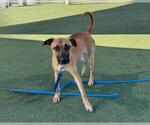 Small #1 German Shepherd Dog-Mastiff Mix