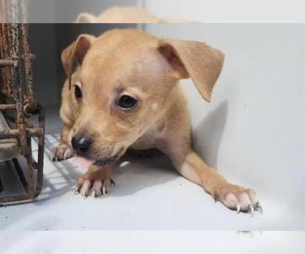 Medium Photo #2 Staffordshire Bull Terrier-Unknown Mix Puppy For Sale in Houston, TX, USA