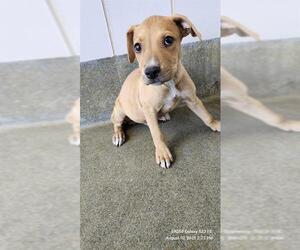 Boxer-Unknown Mix Dogs for adoption in San Antonio, TX, USA