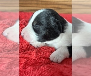Belgian Malinois Puppy for sale in LODA, IL, USA