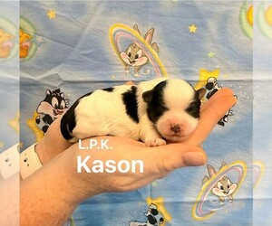 YorkiePoo Puppy for sale in WINNSBORO, LA, USA