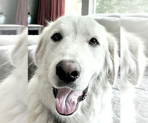 Medium Photo #5 Great Pyrenees Puppy For Sale in Spring, TX, USA