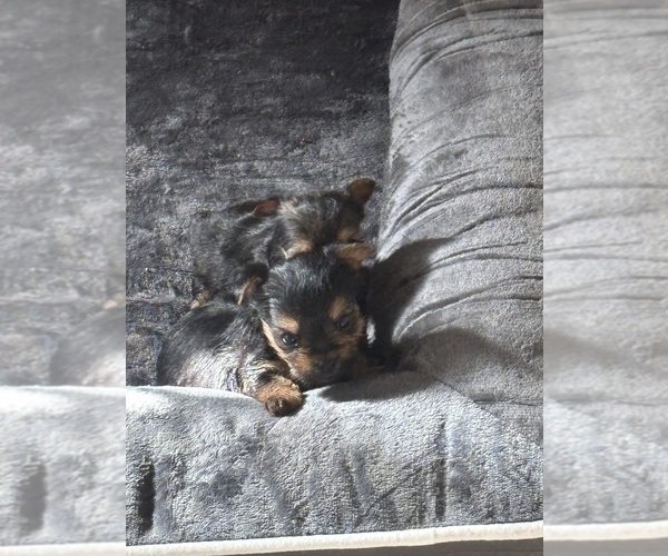 Medium Photo #7 Yorkshire Terrier Puppy For Sale in DENHAM SPRINGS, LA, USA