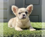 Small Photo #5 French Bulldog Puppy For Sale in TAMPA, FL, USA