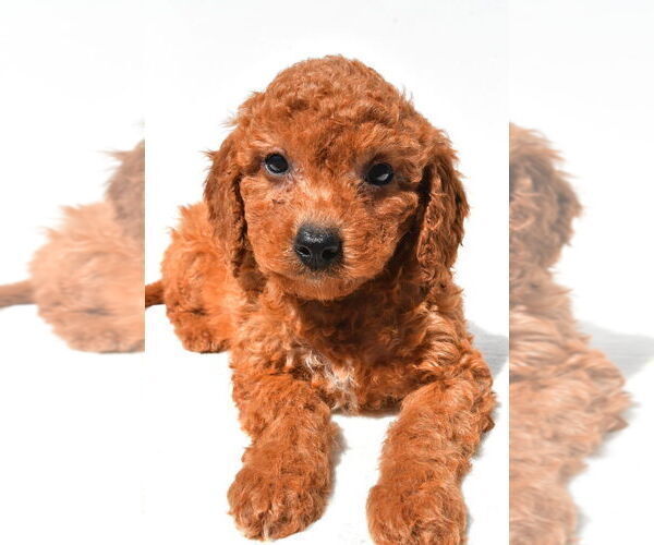 Medium Photo #11 Goldendoodle mix (+ Poodle Miniature) Puppy For Sale in DURHAM, CT, USA