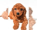 Small #10 Goldendoodle mix (+ Poodle Miniature)
