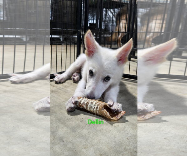 Medium Photo #6 German Shepherd Dog Puppy For Sale in Centreville, VA, USA
