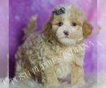 Small Photo #99 Poodle (Toy) Puppy For Sale in WARSAW, IN, USA