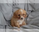 Small Photo #18 Cavapoo Puppy For Sale in GREENWOOD, WI, USA