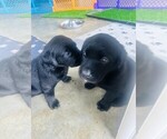 Small #2 Labrador Retriever