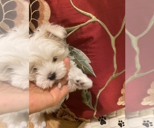 Maltese Puppy for Sale in SANDY HOOK, Virginia USA
