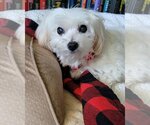 Small Photo #1 Mutt Puppy For Sale in Arlington, VA, USA