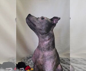 Isekai - Female Staffordshire Bull Terrier-Unknown Mix Dog for Adoption - Photo #9