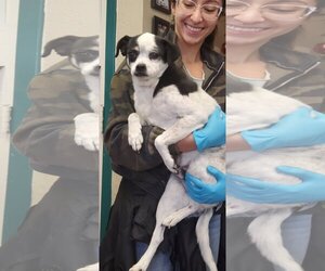 Chug Dogs for adoption in Amarillo, TX, USA