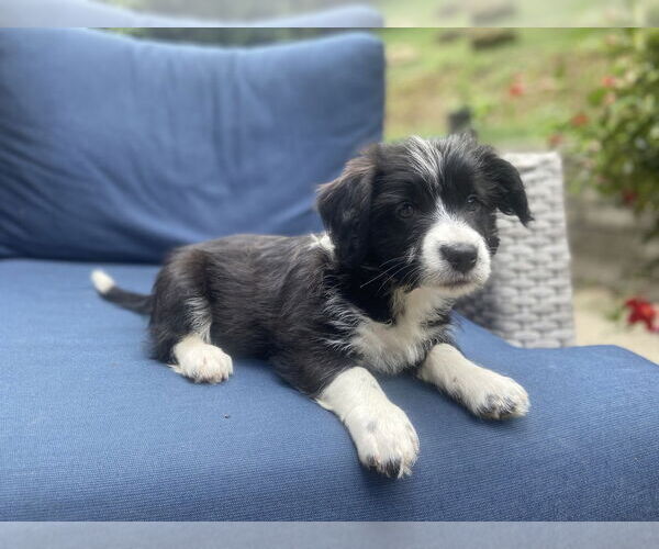 Medium Photo #4 American Pit Bull Terrier-Chihuahua Mix Puppy For Sale in Springdale, PA, USA