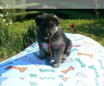 Small #12 German Shepherd Dog