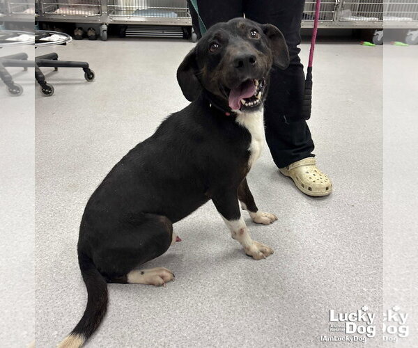 Medium Photo #2 Beagle-Unknown Mix Puppy For Sale in Washington, DC, USA