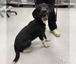Small #1 Beagle Mix