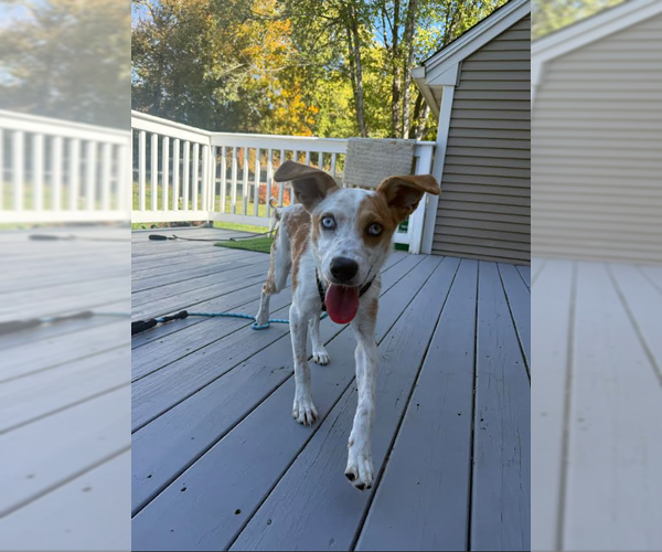 Medium Photo #4 Australian Shepherd-Jack Russell Terrier Mix Puppy For Sale in Cranston, RI, USA