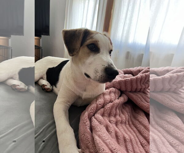 Medium Photo #4 Beagle-Unknown Mix Puppy For Sale in Columbus, IN, USA