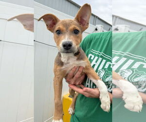American Pit Bull Terrier-Coonhound Mix Dogs for adoption in GILBERTS, IL, USA