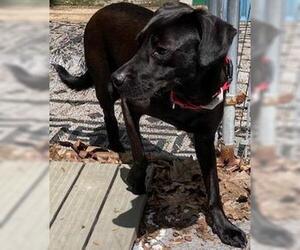 Cody, looking for a quiet home - Male Colonial Cocker Spaniel-Labrador Retriever Mix Dog for Adoption - Photo #6