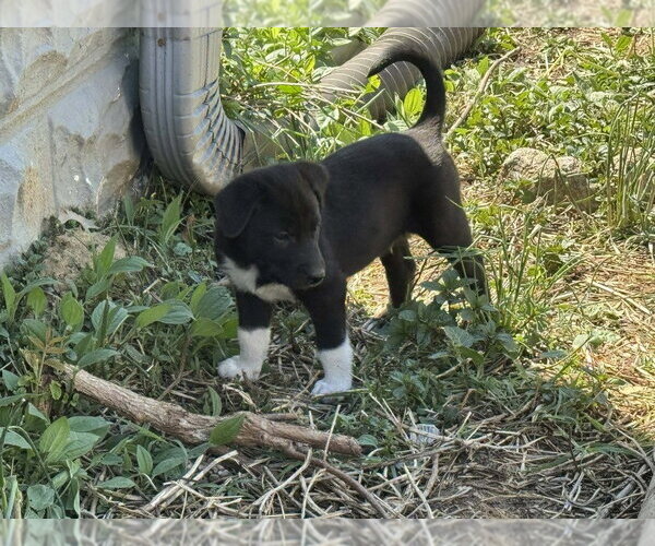 Medium Photo #1 Colonial Cocker Spaniel-Unknown Mix Puppy For Sale in Aurora, IN, USA