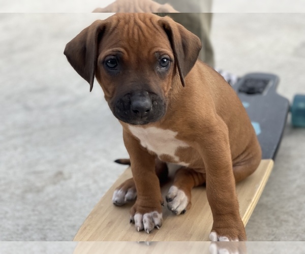 Medium Photo #1 Rhodesian Ridgeback Puppy For Sale in BOERNE, TX, USA