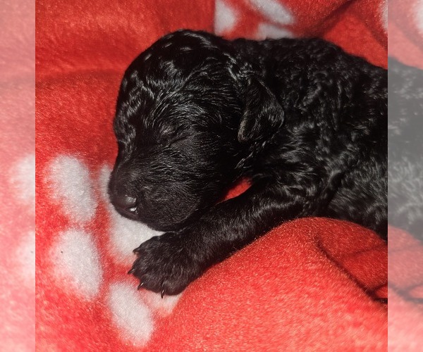 Medium Photo #6 Poodle (Standard) Puppy For Sale in MILWAUKEE, WI, USA