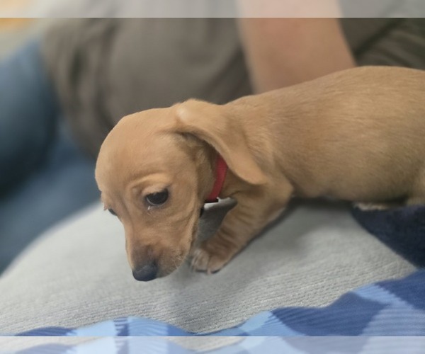 Medium Photo #20 Dachshund Puppy For Sale in ALTOONA, PA, USA