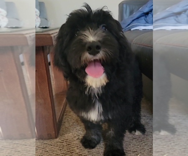 Medium Photo #2 Sheepadoodle Puppy For Sale in GOLDEN CITY, MO, USA