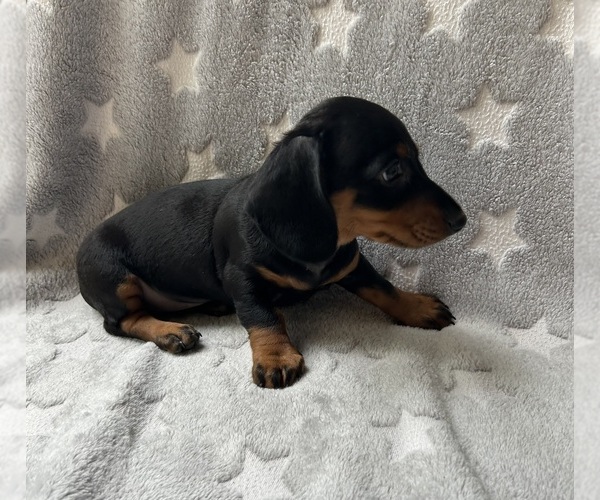 Medium Photo #6 Dachshund Puppy For Sale in ROGERS, OH, USA