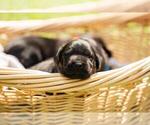 Small Photo #8 Labrador Retriever Puppy For Sale in FAYETTEVILLE, GA, USA