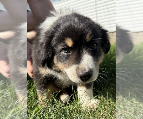 Medium Photo #15 Australian Shepherd Puppy For Sale in CHESTERFIELD TOWNSHIP, MI, USA