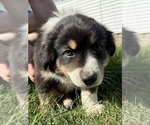 Small #14 Australian Shepherd