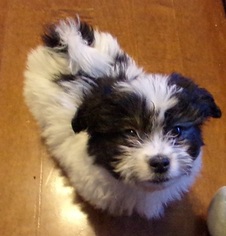 Morkie Puppy for sale in SPRING HILL, KS, USA