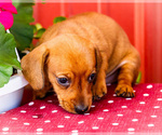 Small #3 Dachshund