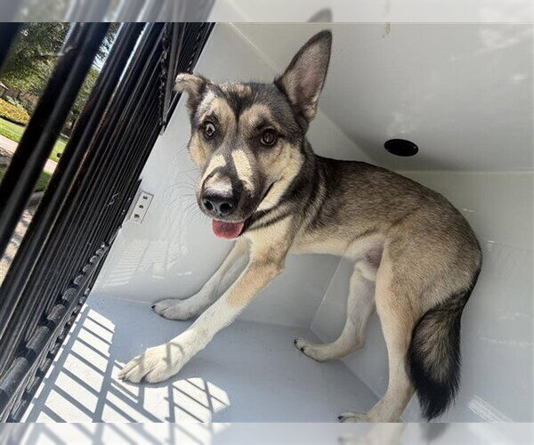 Medium Photo #1 Siberian Husky Puppy For Sale in Houston, TX, USA