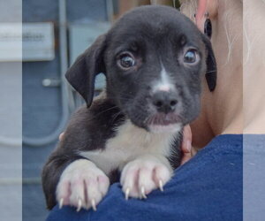 Ethan - Male American Staffordshire Terrier-Border Collie Mix Dog for Adoption - Photo #4