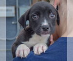 Small Photo #4 American Staffordshire Terrier-Border Collie Mix Puppy For Sale in Huntley, IL, USA