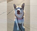 Small #7 Siberian Husky