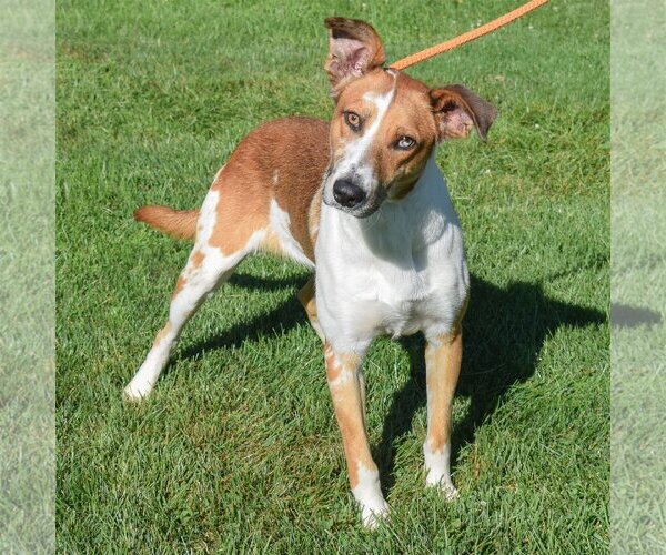Medium Photo #4 Collie-Greyhound Mix Puppy For Sale in Huntley, IL, USA
